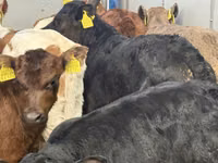 Rinder (Partie, Geschlecht nicht angegeben), Simmental cattle — Foto 4