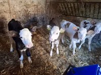 بقرة, Simmental cattle — الصورة 5