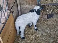 Ram, Wallis Country sheep — photo 3