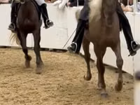 公马, Rocky Mountain Horse — 照片 2