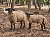 Ram, Suffolk sheep — photo 3