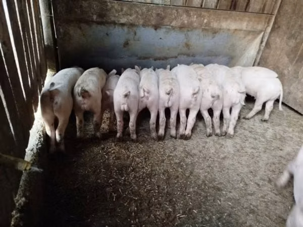 Schweine (Partie, Geschlecht nicht angegeben), Schweine