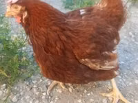 Chickens — फ़ोटो 1