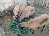 نعجة, Cameroon sheep — الصورة 3