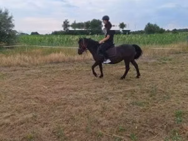 Stute, Pferde