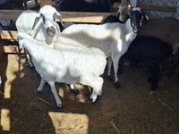 Sheep (batch, sex not specified), Sheep — photo 7