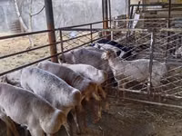 Ram, Sheep — photo 3