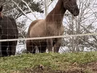 Mare, Rocky Mountain Horse — photo 4