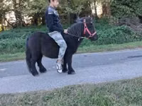 Horse (M), Horses — photo 2