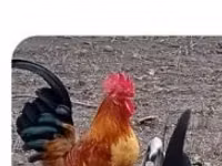 Chickens — फ़ोटो 2
