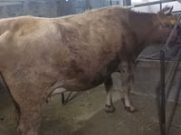 Vaca, Raza Holstein — foto 4