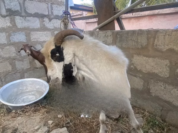 Goats (batch, sex not specified), Goats