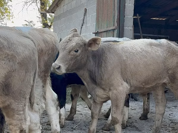 ثور, Swiss cattle