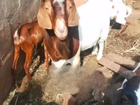 Cabras (lote, sexo no especificado), Boer goat — foto 3
