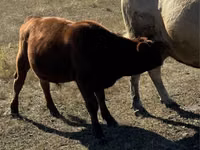 Bull, Red Polled Cow — photo 6