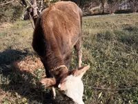 Cabro, Cabras — foto 2