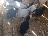 Ayam Cemani — photo 1