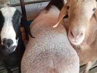 Ram, Sheep — photo 1