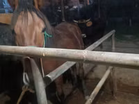فرس, Budyonny horse — الصورة 7