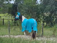 حصان, American paint horse — الصورة 7