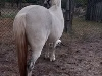 Mare, Horses — photo 3