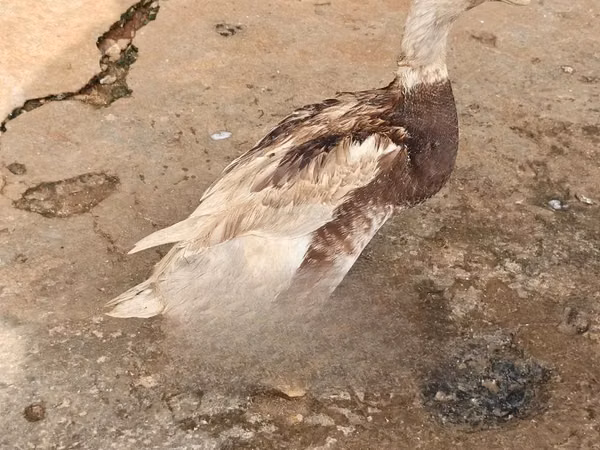 सैक्सोनी