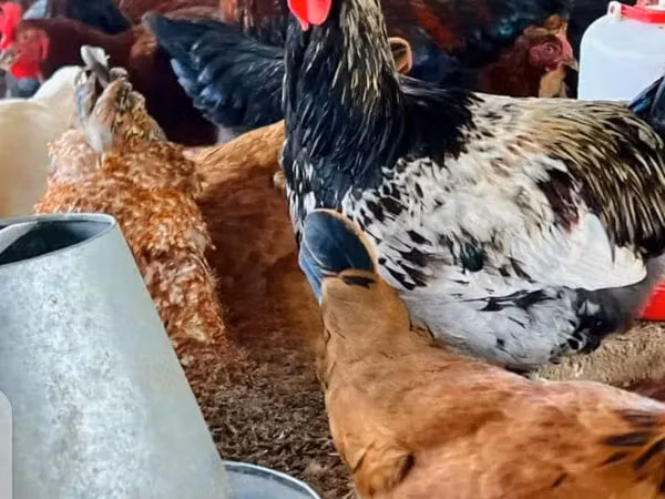 Chickens