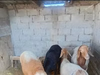 बकरियाँ (लॉट, लिंग निर्दिष्ट नहीं), बकरियाँ — फ़ोटो 1