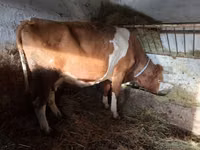 بقرة, Simmental cattle — الصورة 3