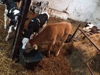 Cattle (batch, sex not specified), Cattle — photo 2