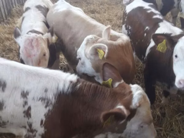 牛只（批次，未指定性别）, Simmental cattle