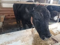 Rinder (Partie, Geschlecht nicht angegeben), Aberdeen-Angus — Foto 1