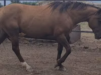 公马, Kushum Horse — 照片 3