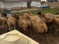 Schaf, Apsheron sheep — Foto 2