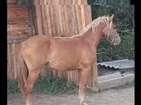 घोड़ी, Haflinger — फ़ोटो 1