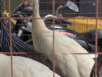 Turkeys — الصورة 3