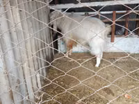 公山羊, Russian White goat — 照片 2
