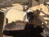 Carnero, Blackheaded Persian sheep — foto 5
