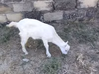 Cabra, Saanen goat — foto 4