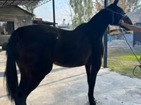 Mare, French Trotter — photo 2