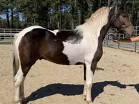 घोड़ा, American paint horse — फ़ोटो 1