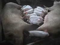 Schweine (Partie, Geschlecht nicht angegeben), Schweine — Foto 6