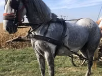 Stute, Andalusian horse — Foto 3