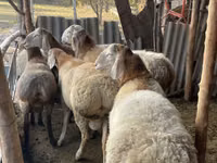 Widder, Arashan sheep — Foto 3