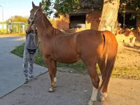 Hengst, Kisber felver — Foto 1