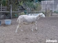 Sheep, Lacaune sheep — photo 3