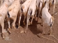ماعز (دفعة، الجنس غير محدد), Somali goats — الصورة 5
