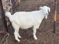 Goat, Goats — photo 2