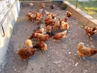 Chickens — फ़ोटो 2