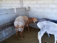 Ram, Sheep — photo 3